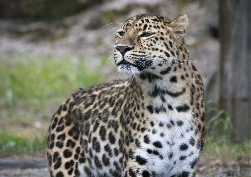 77263 Tierwelt - Leopard Puzzle