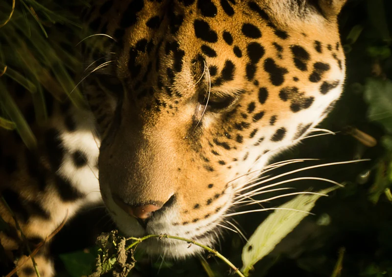 77264 Tierwelt - Leopard Puzzle