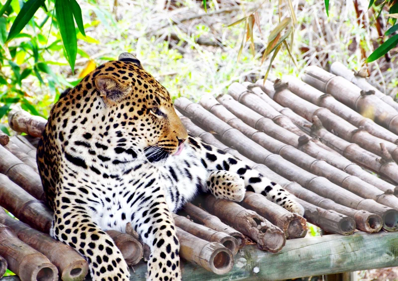 77274 Tierwelt - Leopard Puzzle