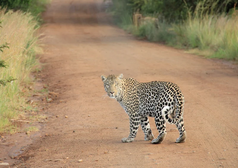 77285 Tierwelt - Leopard Puzzle