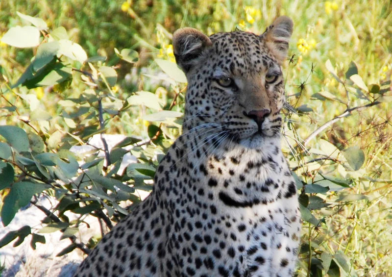 76925 Tierwelt - Leopard Puzzle