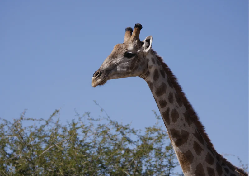 76928 Tierwelt - Giraffe Puzzle