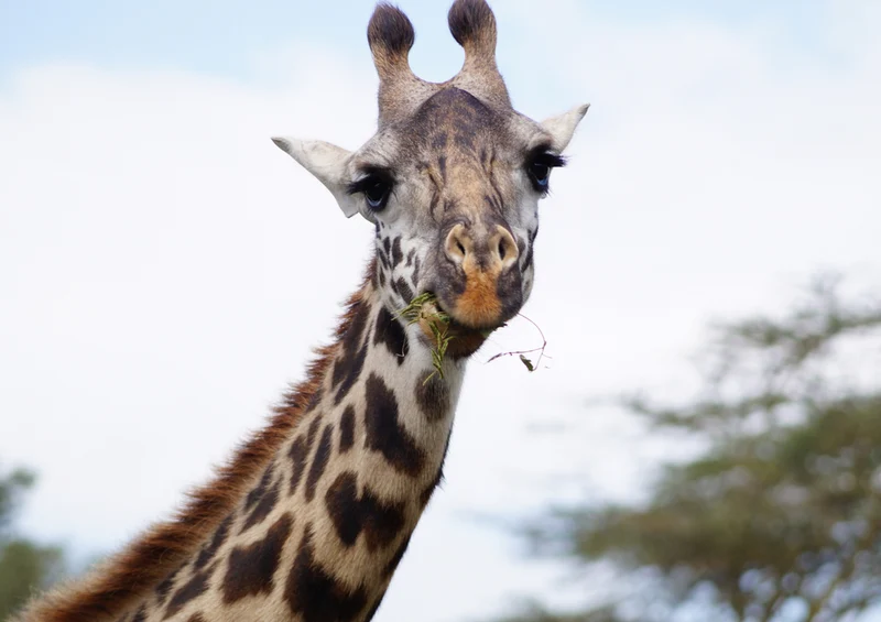78781 Natur - Giraffe Puzzle