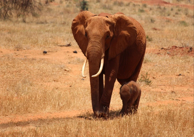 78787 Natur - Elefant Puzzle