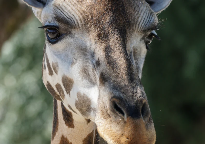 78788 Natur - Giraffe Puzzle