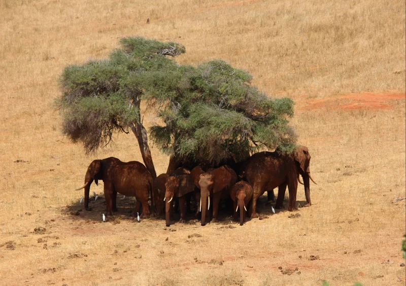 78792 Natur - Elefant Puzzle