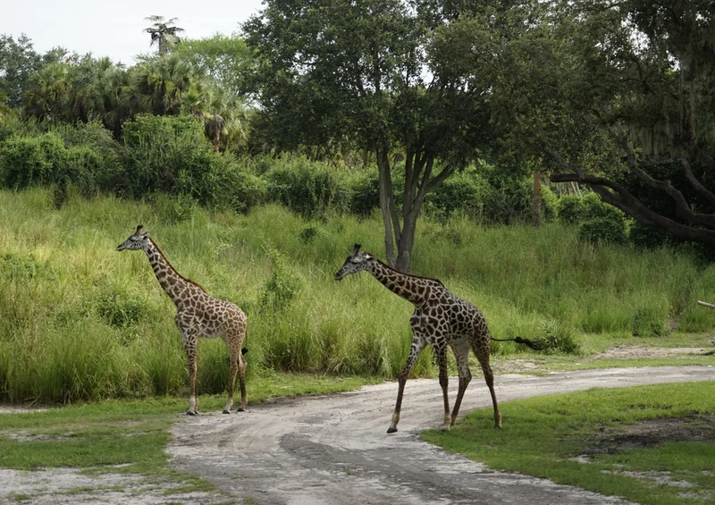 78797 Natur - Giraffe Puzzle