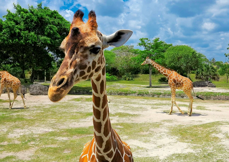 78804 Natur - Giraffe Puzzle