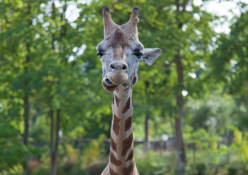 78807 Natur - Giraffe Puzzle