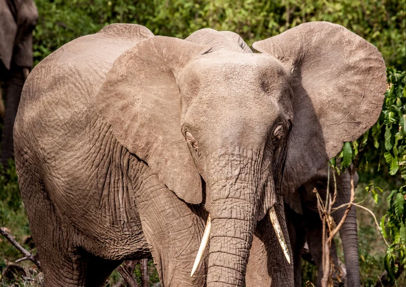 78811 Natur - Elefant Puzzle
