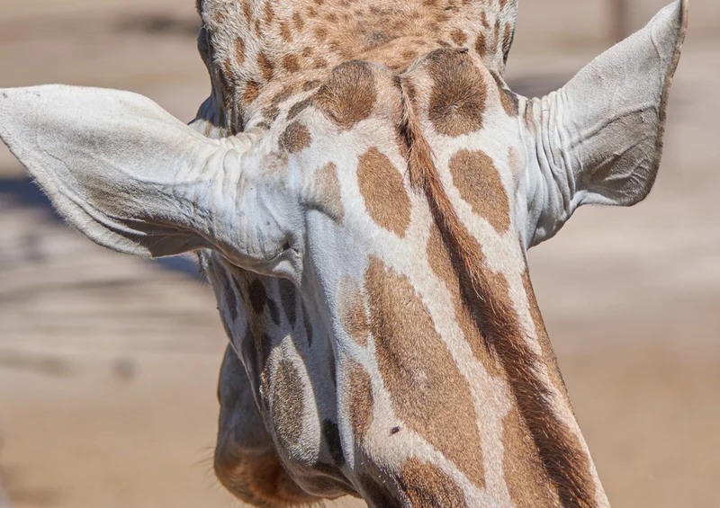78814 Natur - Giraffe Puzzle
