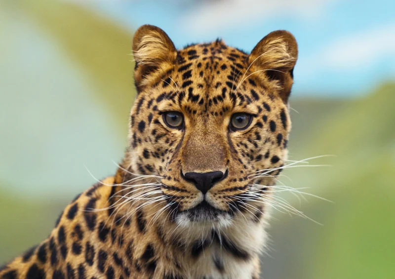 77104 Tierwelt - Leopard Puzzle