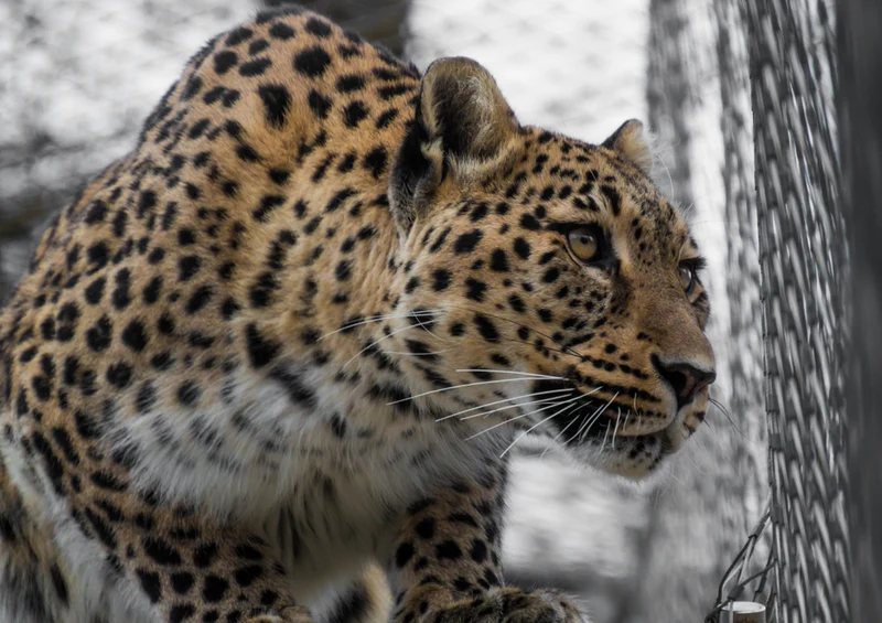 77288 Tierwelt - Leopard Puzzle