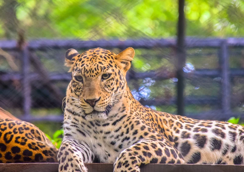 77292 Tierwelt - Leopard Puzzle