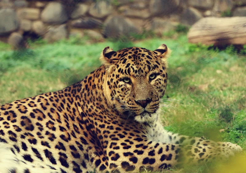 77298 Tierwelt - Leopard Puzzle