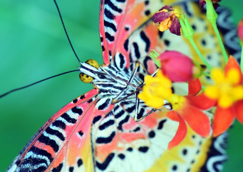 77302 Natur - Schmetterling Puzzle