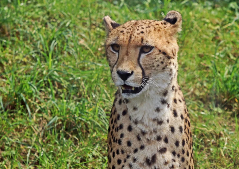 77329 Natur - Gepard Puzzle