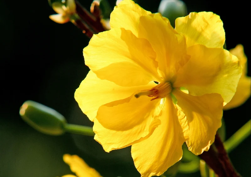 76929 Natur - Goldgelbe Blüten Puzzle