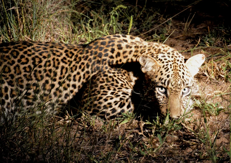 76930 Tierwelt - Leopard Puzzle