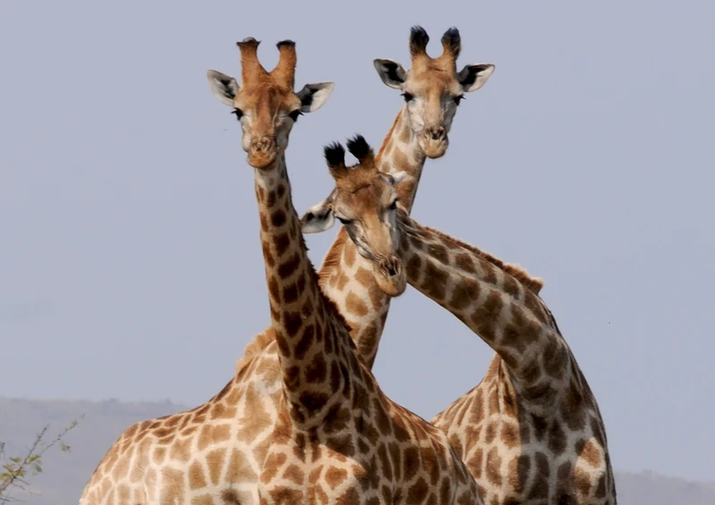 78817 Natur - Giraffen Puzzle