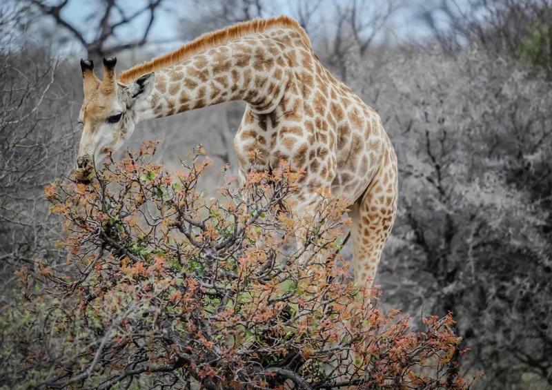 78818 Natur - Giraffe Puzzle
