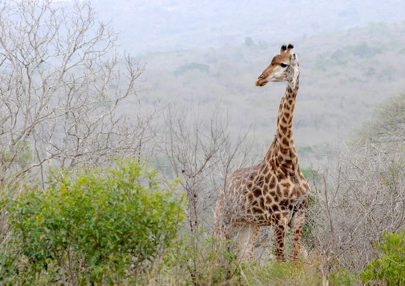 78822 Natur - Giraffe Puzzle