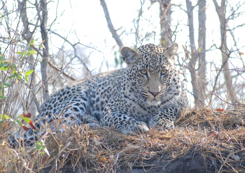 77114 Tierwelt - Leopard Puzzle