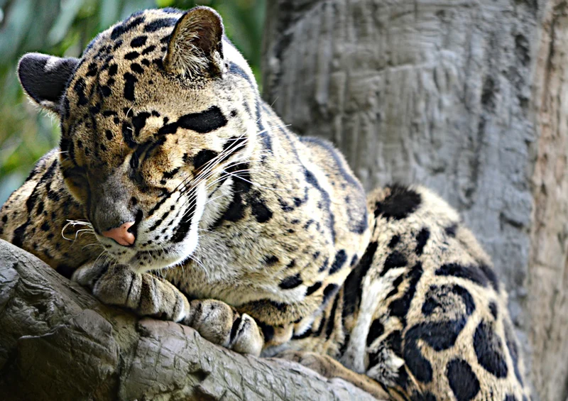 77359 Natur - Leopard Puzzle