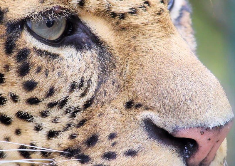77363 Tierwelt - Leopard Puzzle