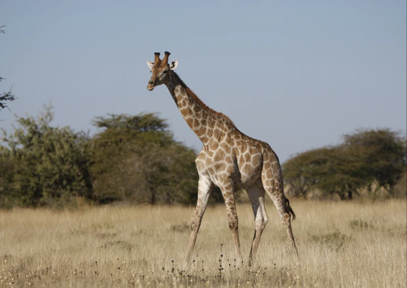 77364 Natur - Giraffe Puzzle