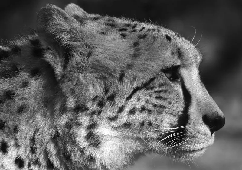 77367 Natur - Leopard Puzzle