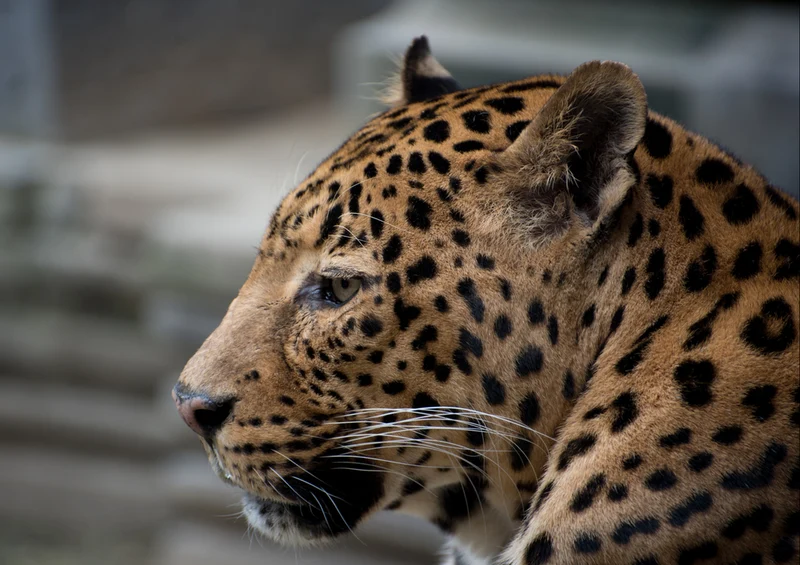 77371 Natur - Leopard Puzzle