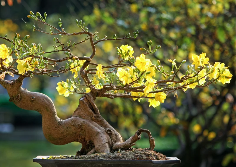 77381 Hintergründe - Goldgelbe Blüten Puzzle