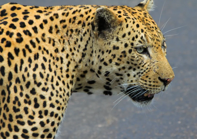 76945 Tierwelt - Leopard Puzzle