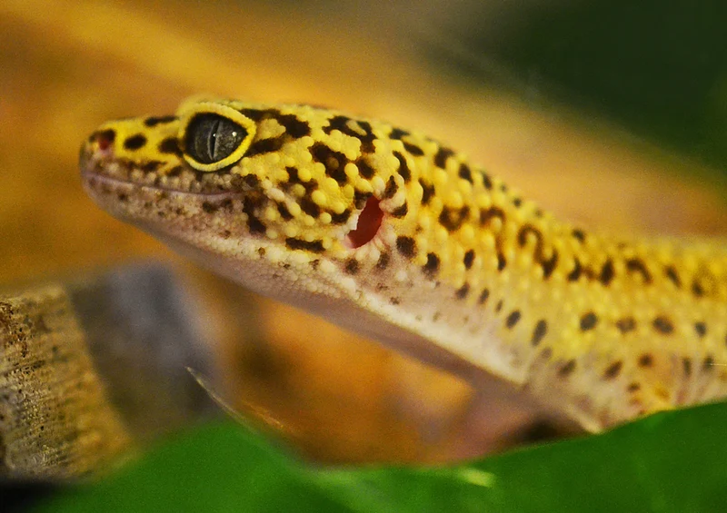 76949 Tierwelt - Gecko Puzzle