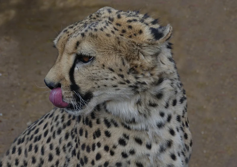 77122 Tierwelt - Leopard Puzzle
