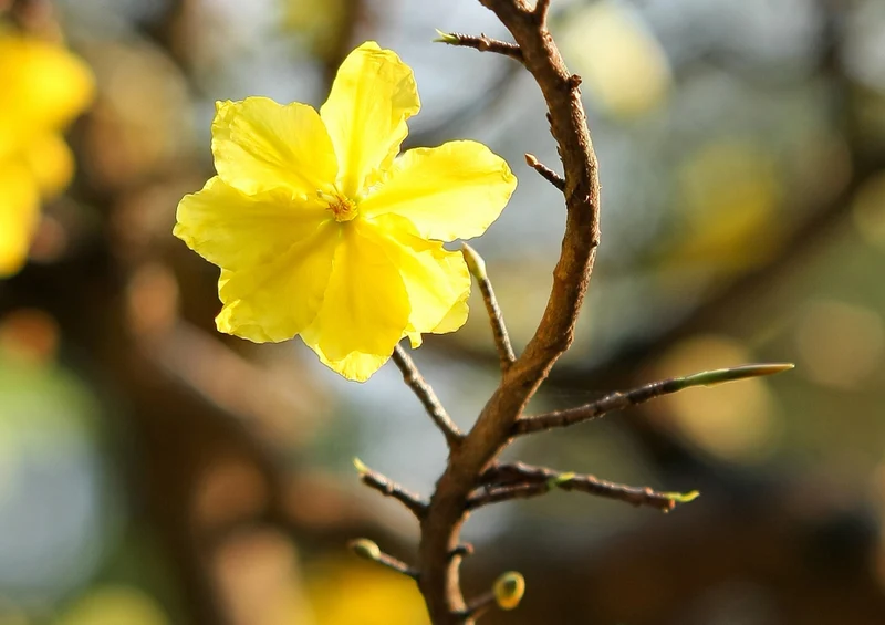 77126 Natur - Goldgelbe Blüten Puzzle