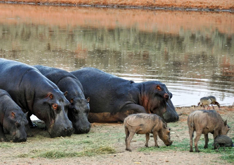 77127 Natur - Afrika Puzzle