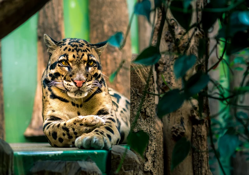 77395 Tierwelt - Leopard Puzzle