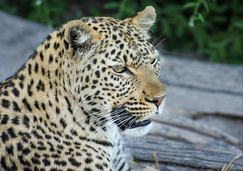 77399 Natur - Leopard Puzzle