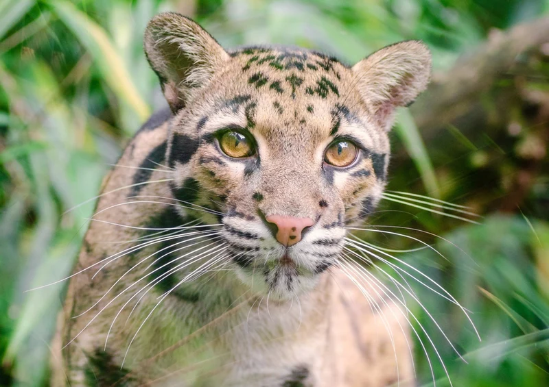 77406 Natur - Leopard Puzzle