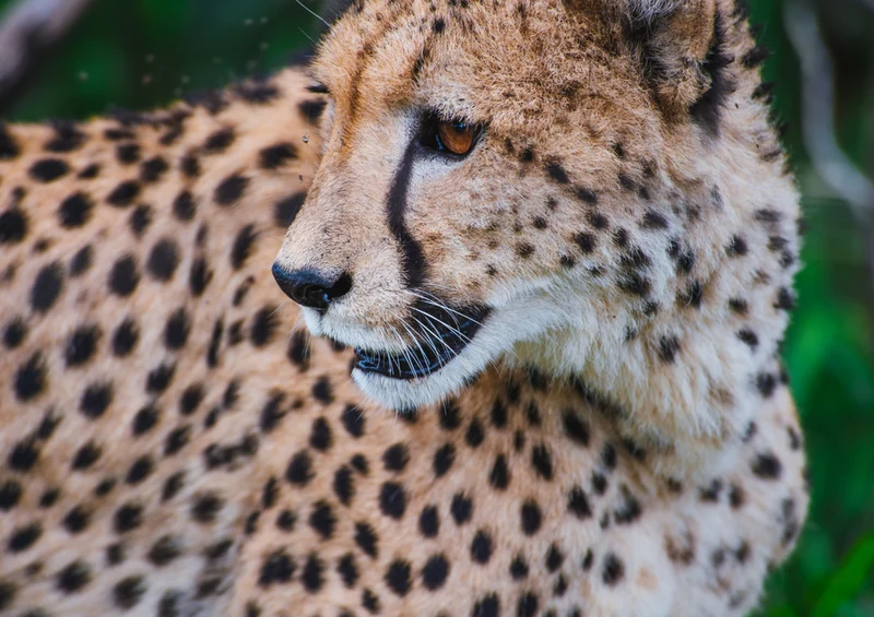 77427 Natur - Leopard Puzzle