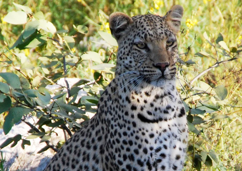 76955 Tierwelt - Leopard Puzzle