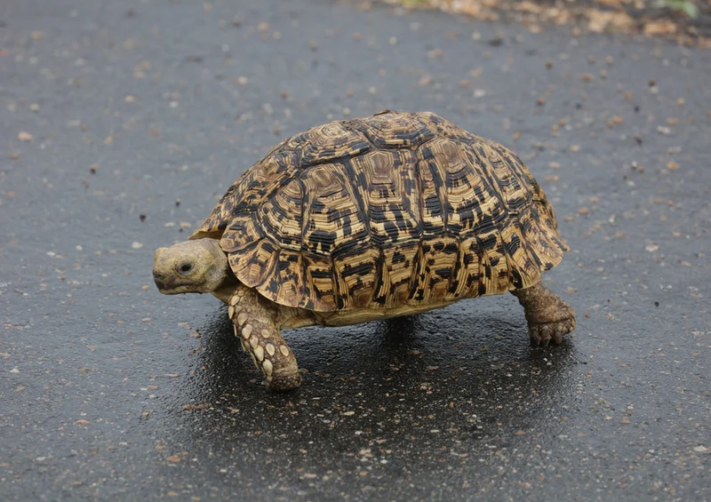 77137 Natur - Schildkröte Puzzle