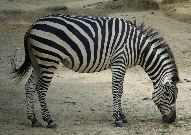 77431 Natur - Zebra Puzzle