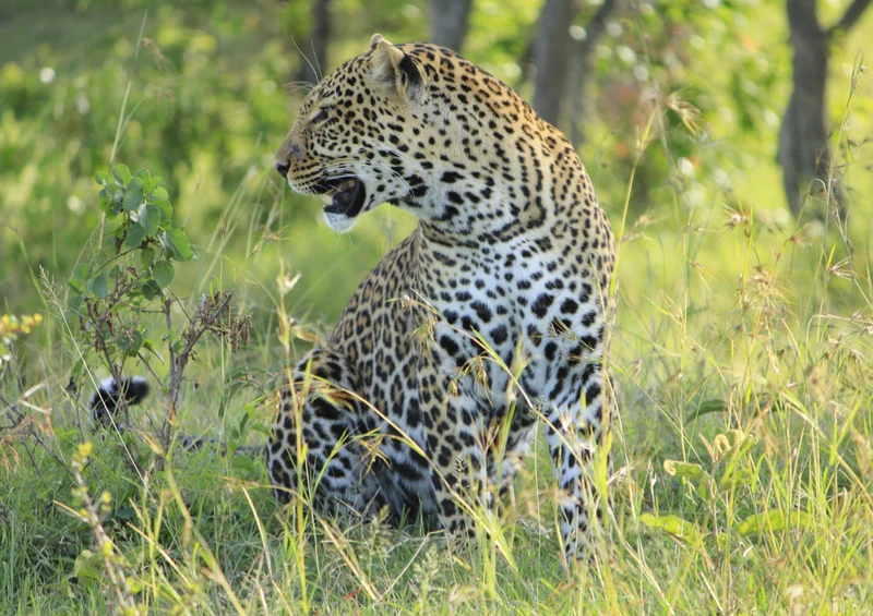 77433 Natur - Leopard Puzzle