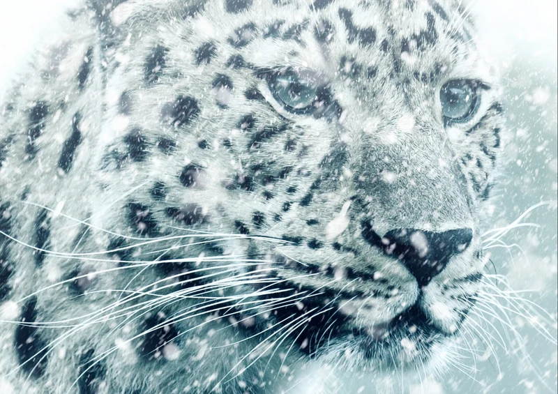 77437 Hintergründe - Leopard Puzzle