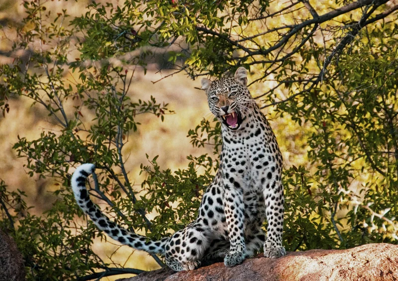 77441 Natur - Leopard Puzzle