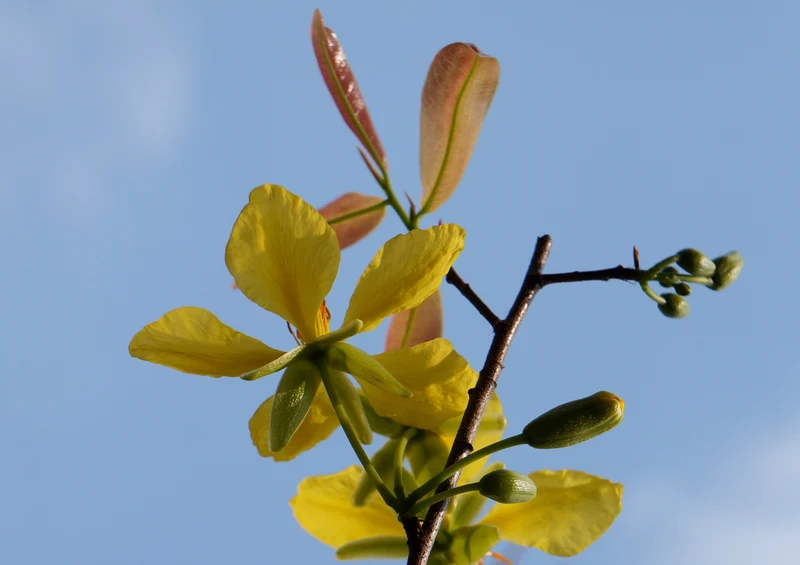 77444 Natur - Goldgelbe Blüten Puzzle