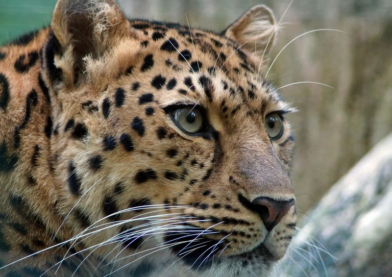 77447 Natur - Leopard Puzzle